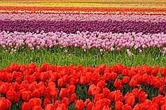 On-farm cut flower research focus of Penn State Extension webinar