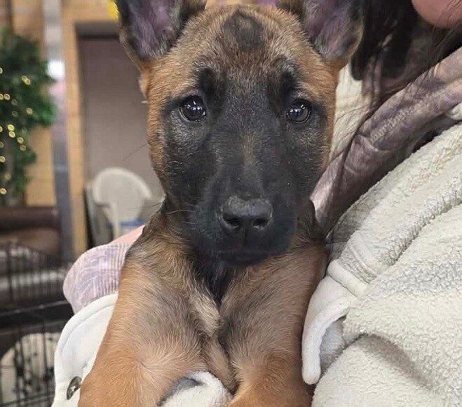 Rescue of the Week: Zena, a 10-week-old Belgian malinois